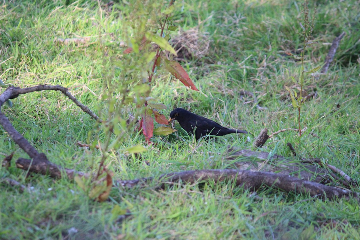 Eurasian Blackbird - Neema Das