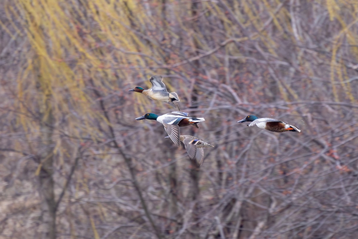 Northern Shoveler - ML621101982