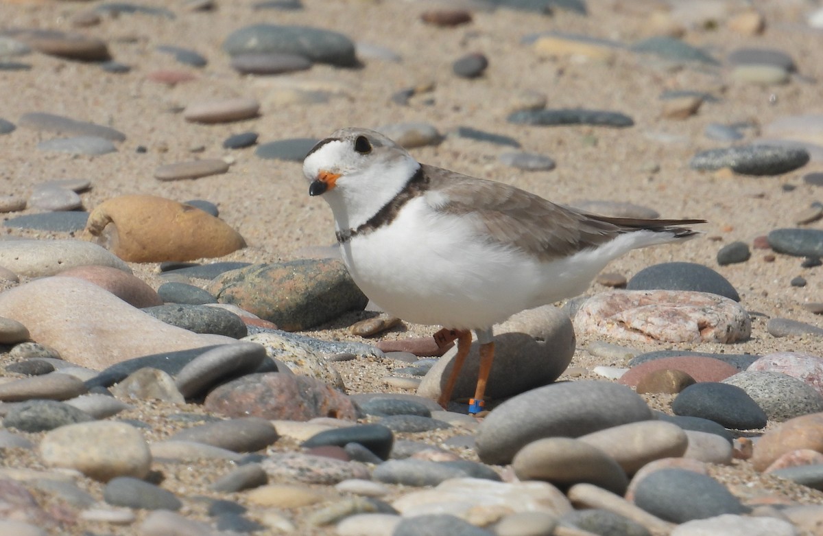 Piping Plover - ML621102011