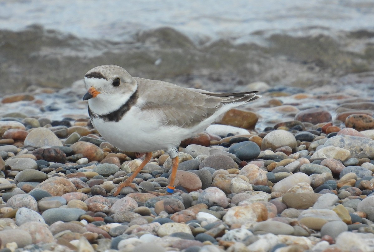 Piping Plover - ML621102012
