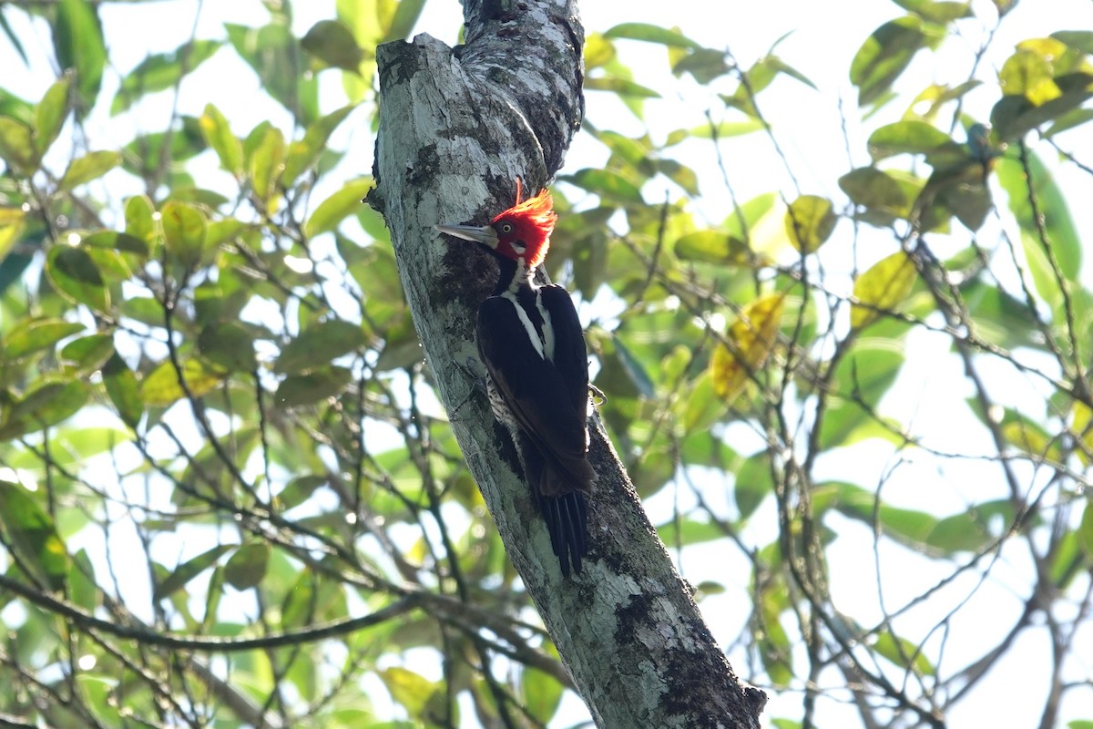 Crimson-crested Woodpecker - ML621102014