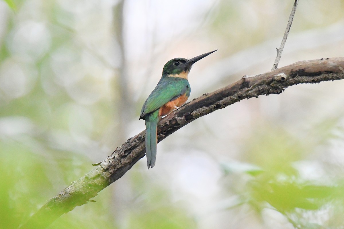 Rufous-tailed Jacamar - ML621102034