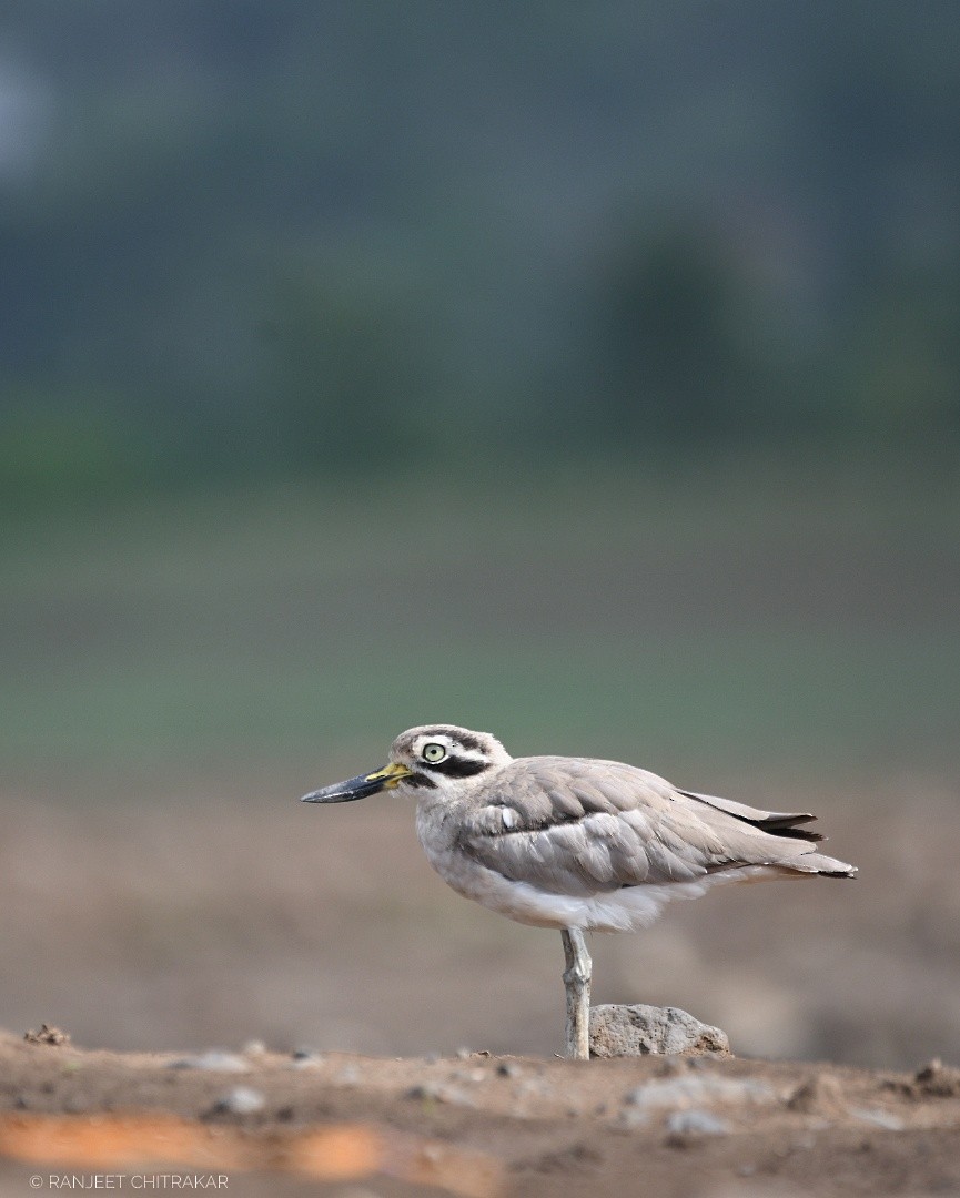 Great Thick-knee - ML621102055