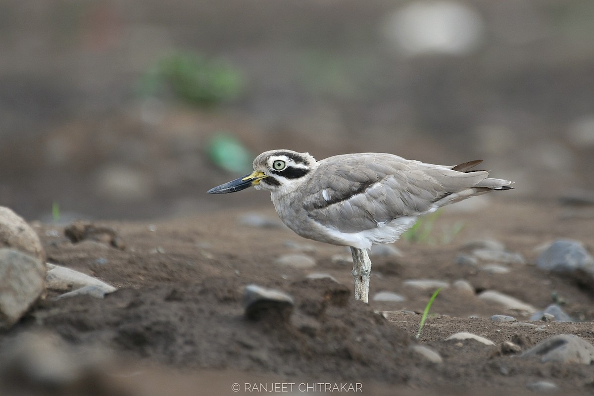 Great Thick-knee - ML621102056