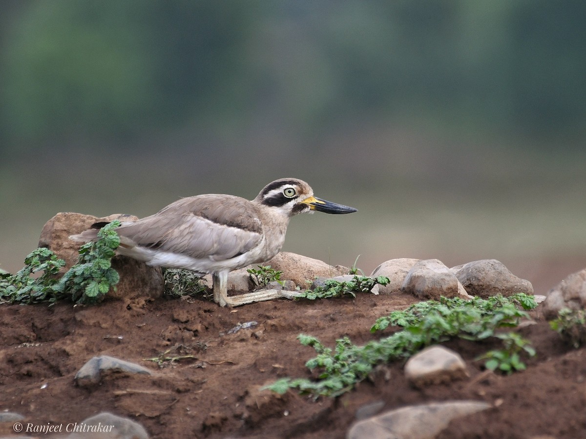 Great Thick-knee - ML621102057