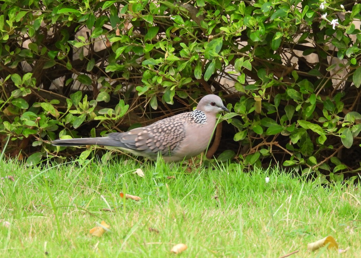 Spotted Dove - ML621102060