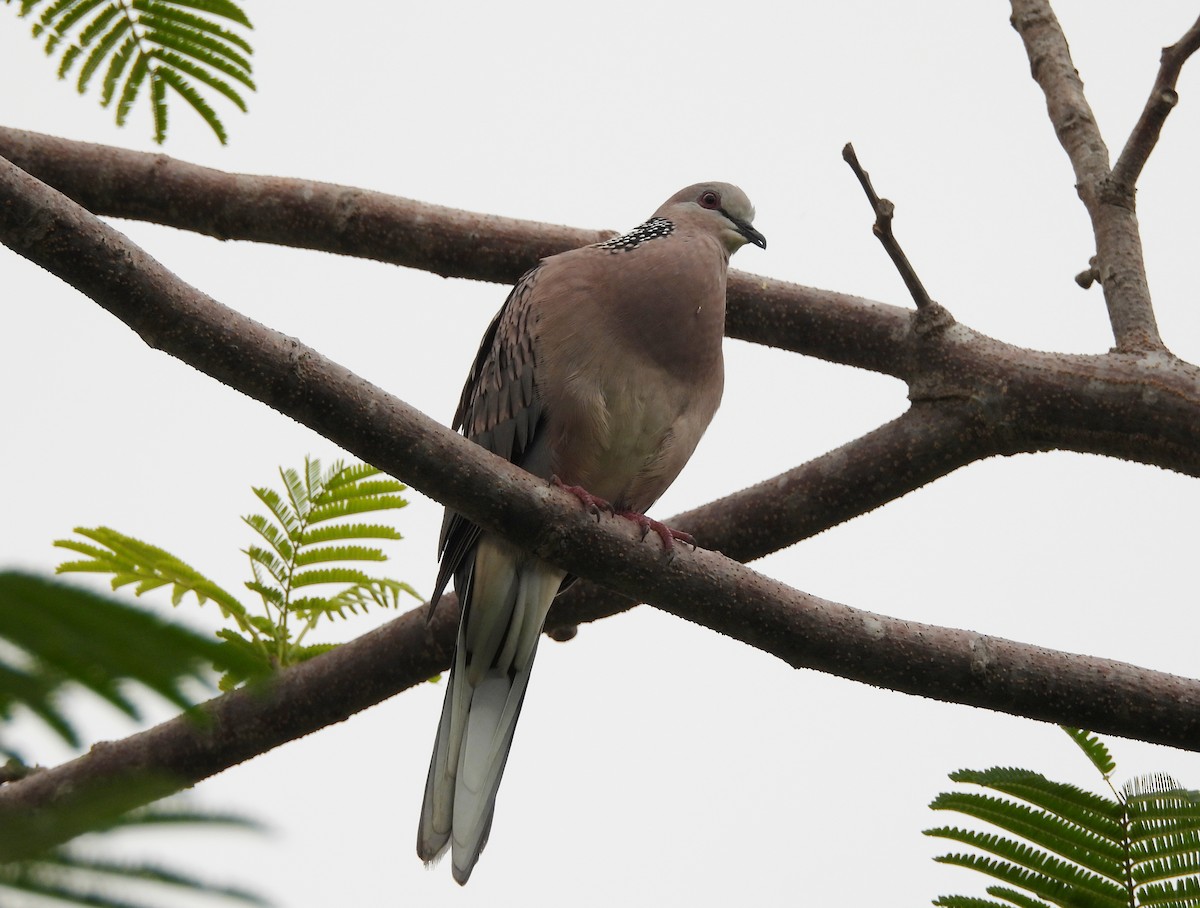 Spotted Dove - ML621102068