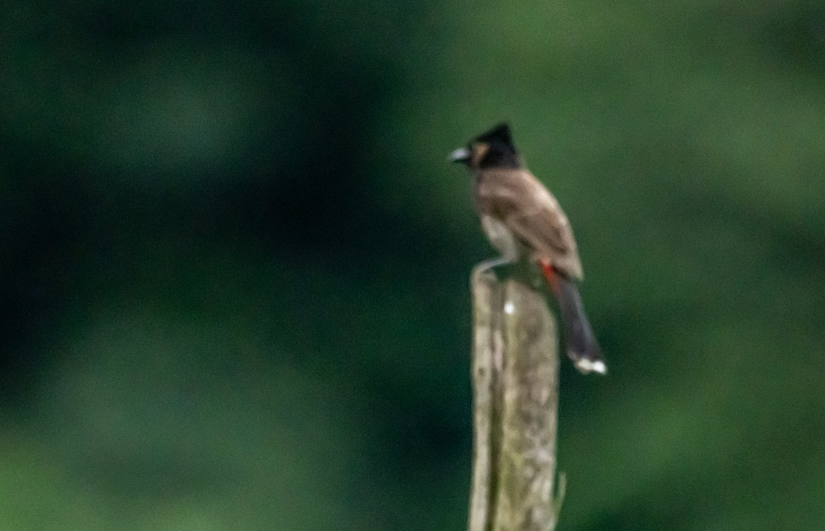 Red-vented Bulbul - ML621102096