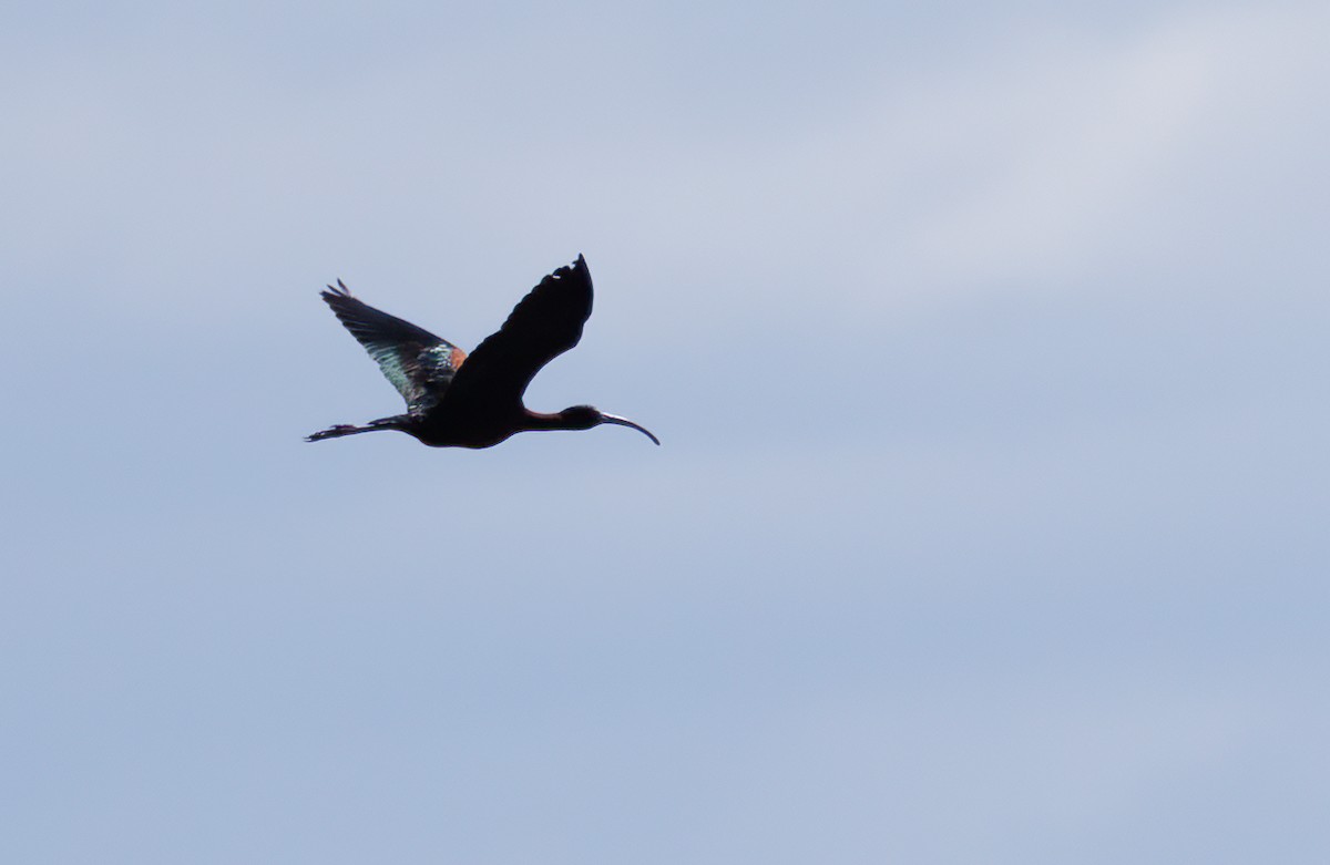 ibis americký - ML621102098