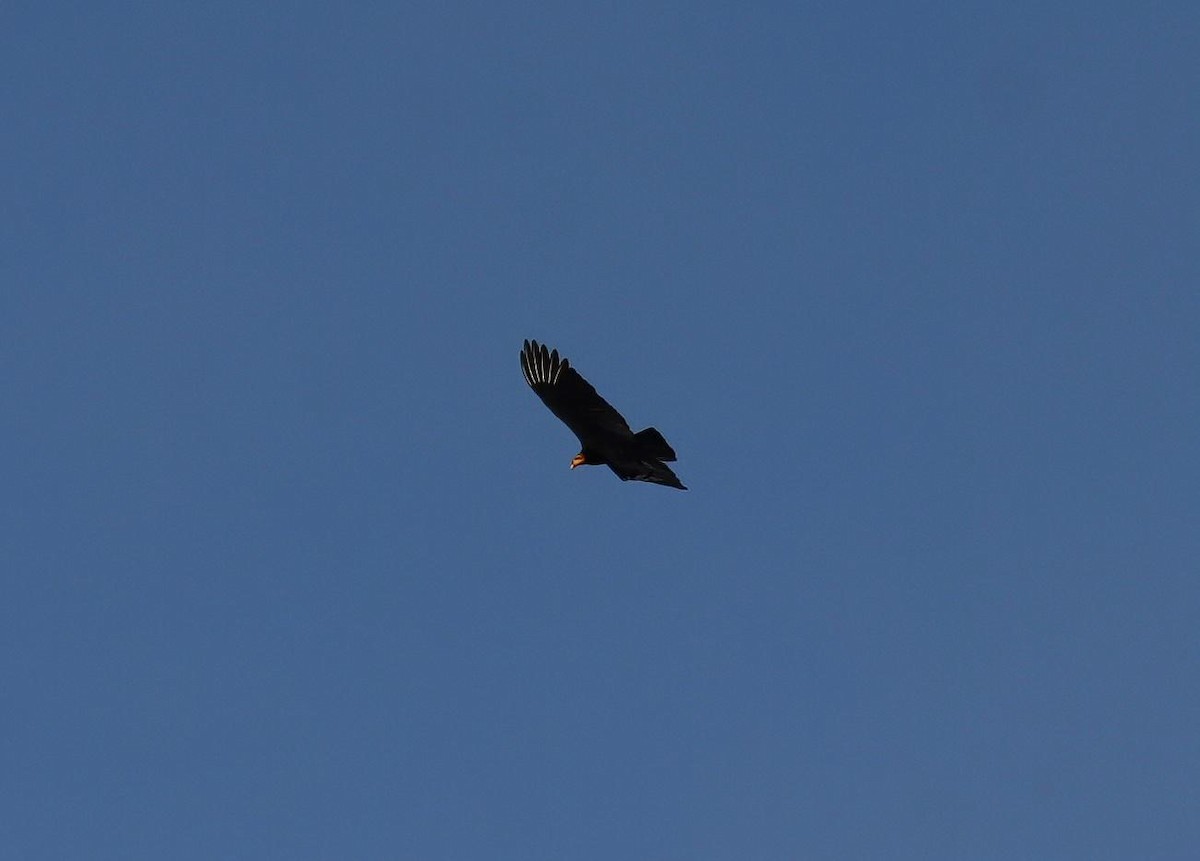 Greater Yellow-headed Vulture - ML621102107