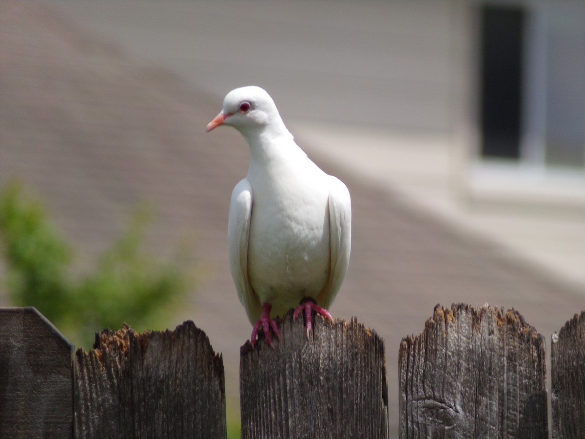Rock Pigeon (Feral Pigeon) - ML621102149