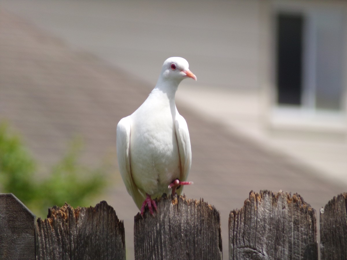 Rock Pigeon (Feral Pigeon) - ML621102150