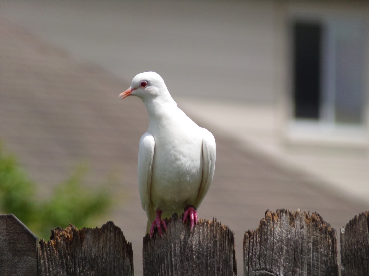 Rock Pigeon (Feral Pigeon) - ML621102152
