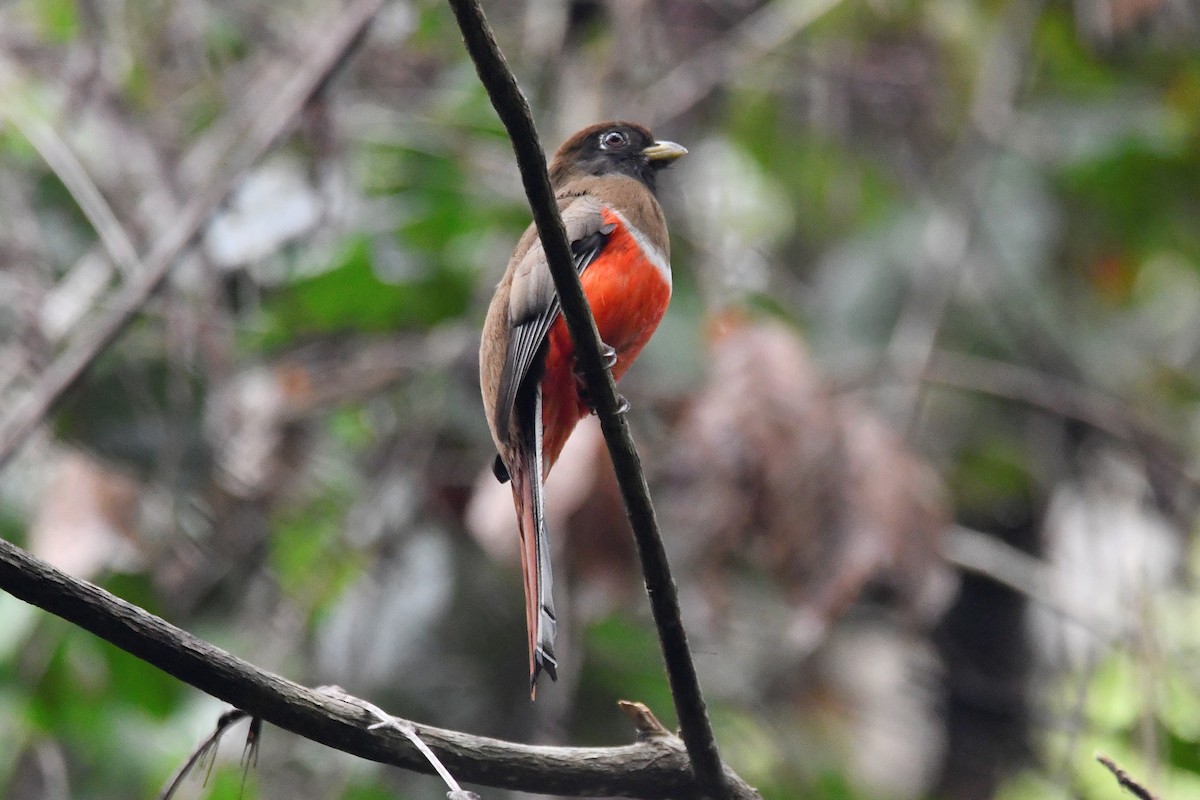 Collared Trogon - ML621102156