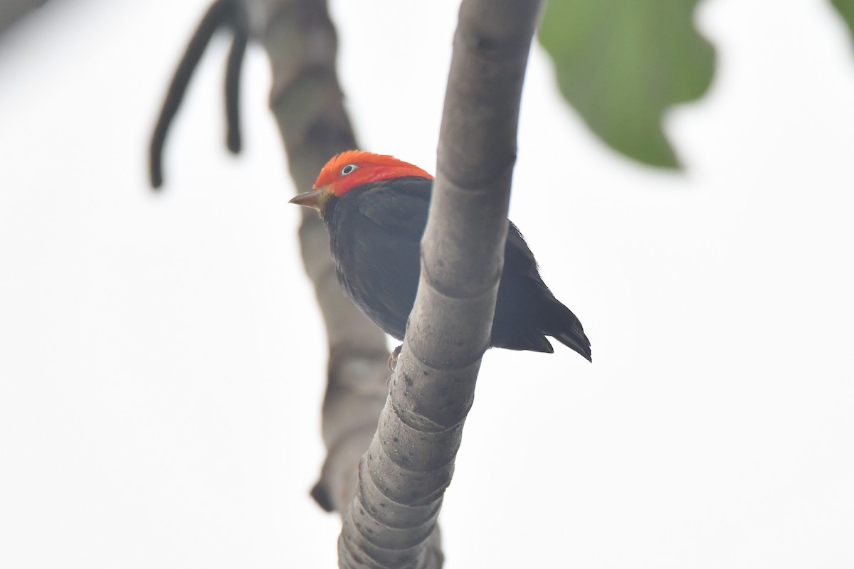 Red-capped Manakin - ML621102161