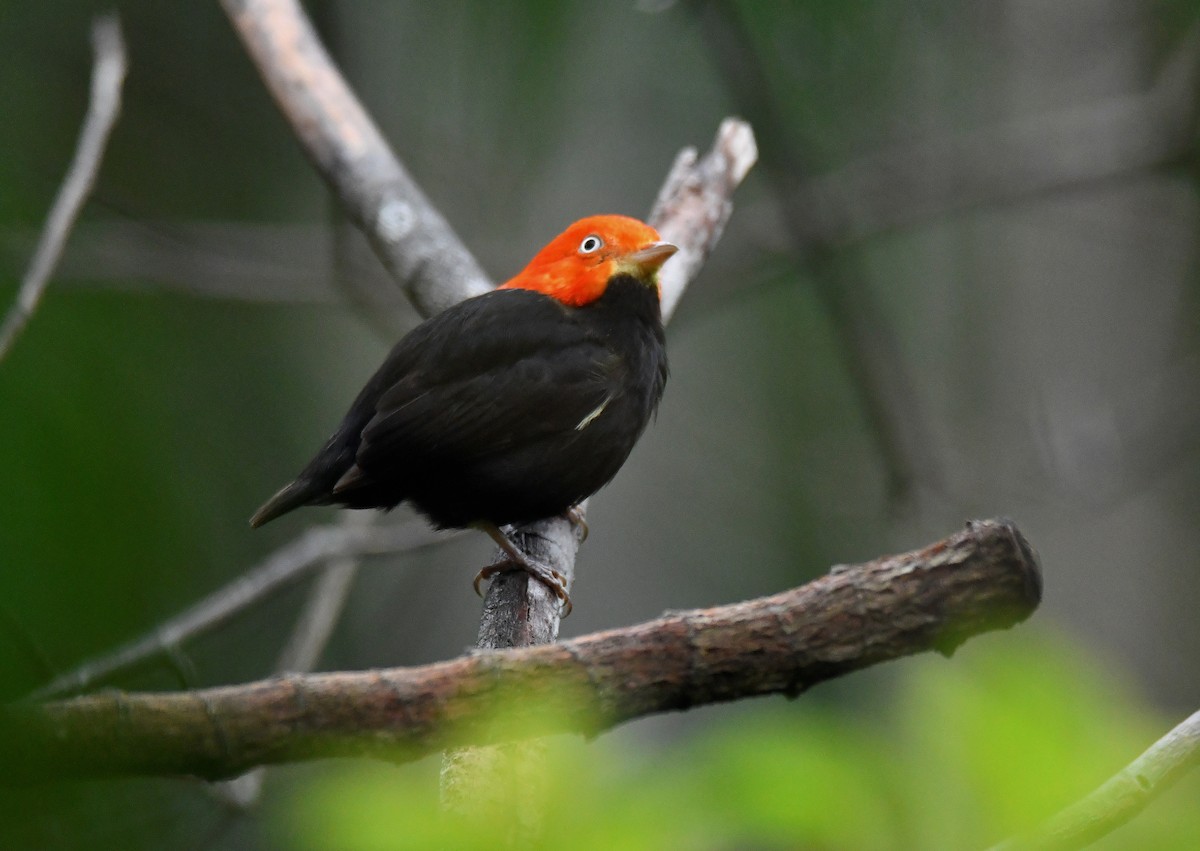 Red-capped Manakin - ML621102163
