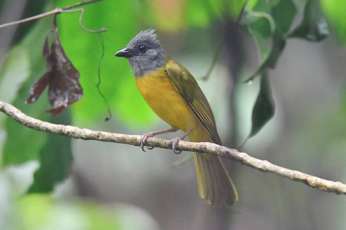 Gray-headed Tanager - Cornelio Chablé|Birding Guide petenxpeditions@gmail.com +502 31063568