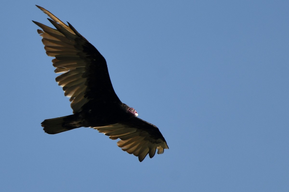 Turkey Vulture - Kevin Smith