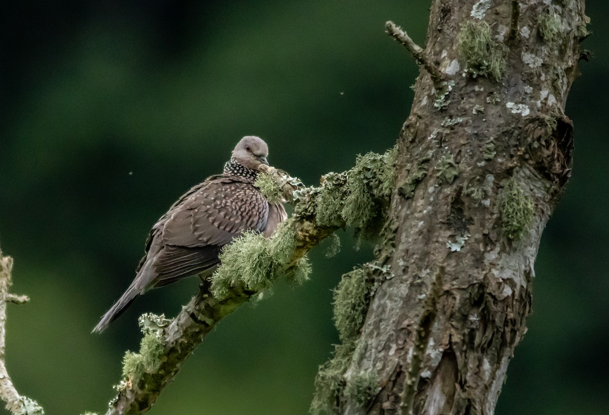 Spotted Dove - ML621102232