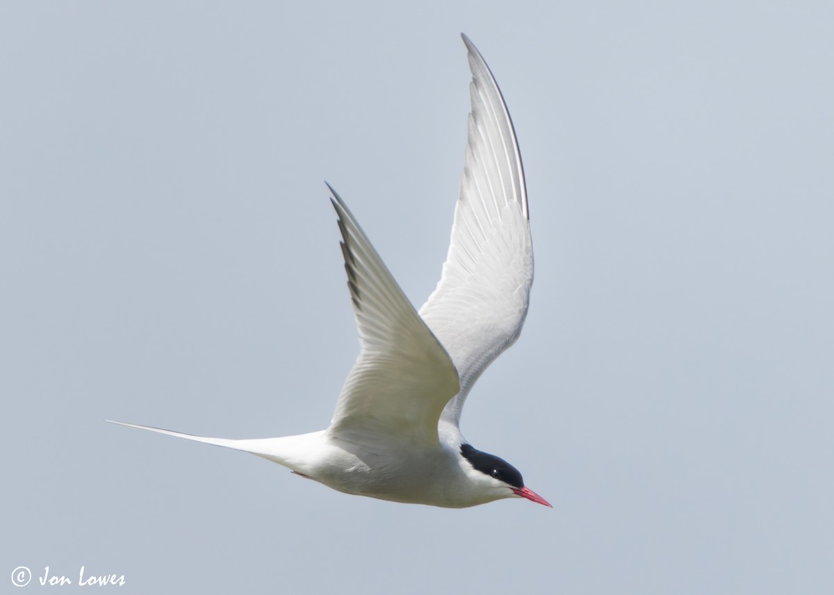 Arctic Tern - Jon Lowes
