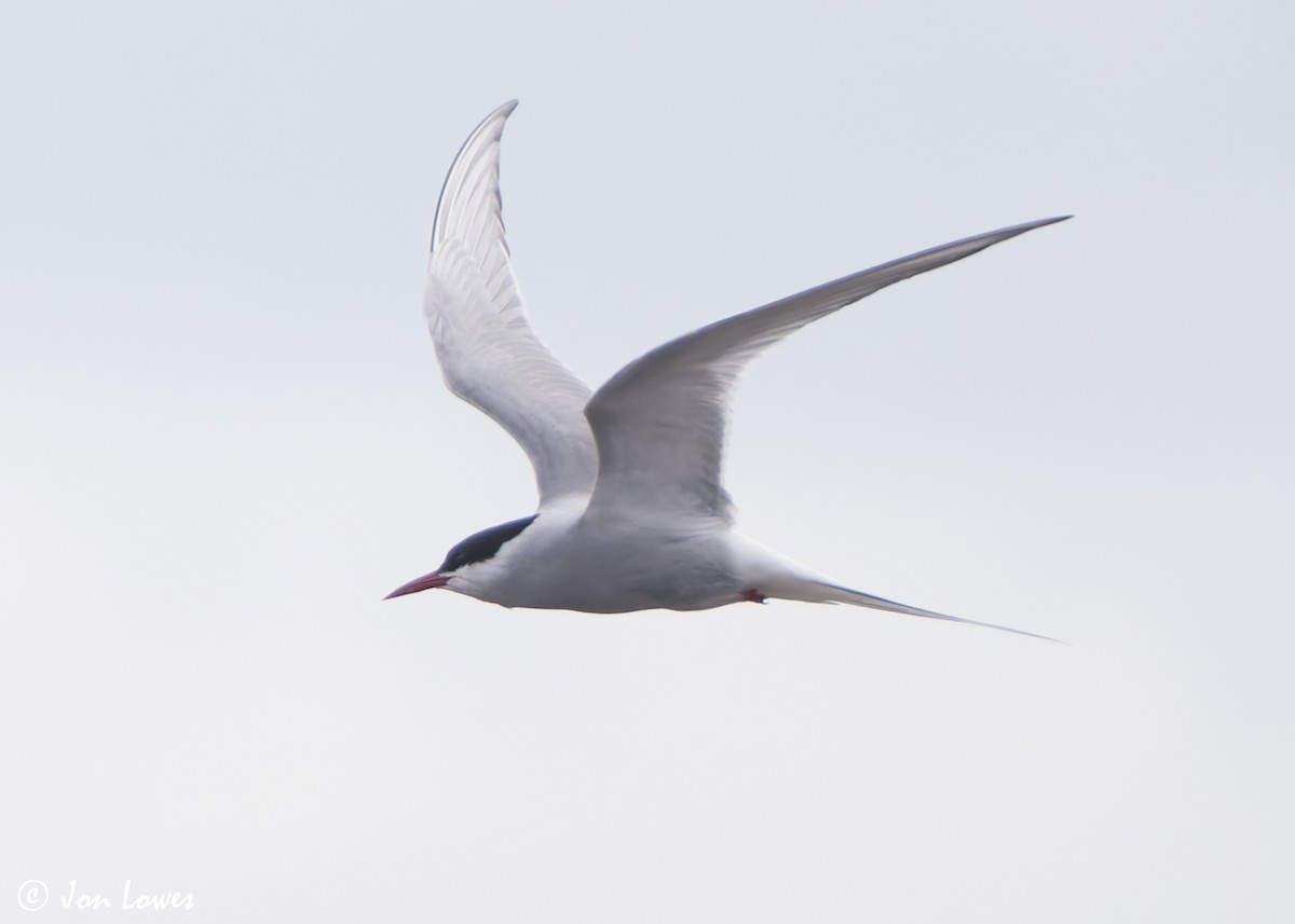 Arctic Tern - ML621102278