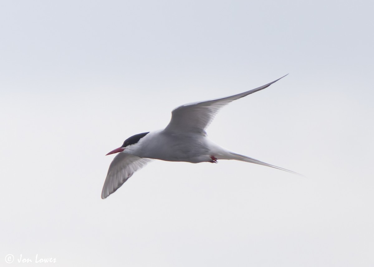 Arctic Tern - ML621102279