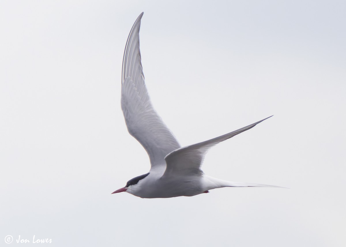 Arctic Tern - ML621102281