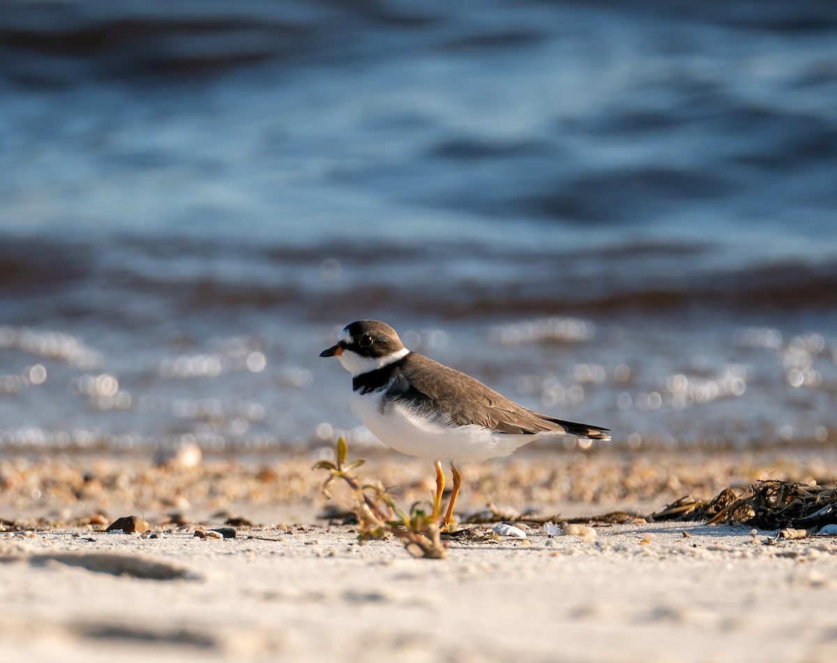 Semipalmated Plover - Christopher Brown
