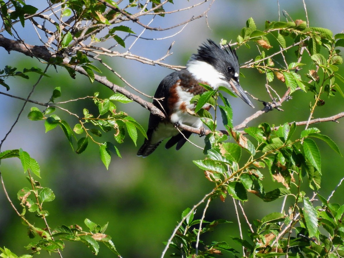 Belted Kingfisher - ML621102318
