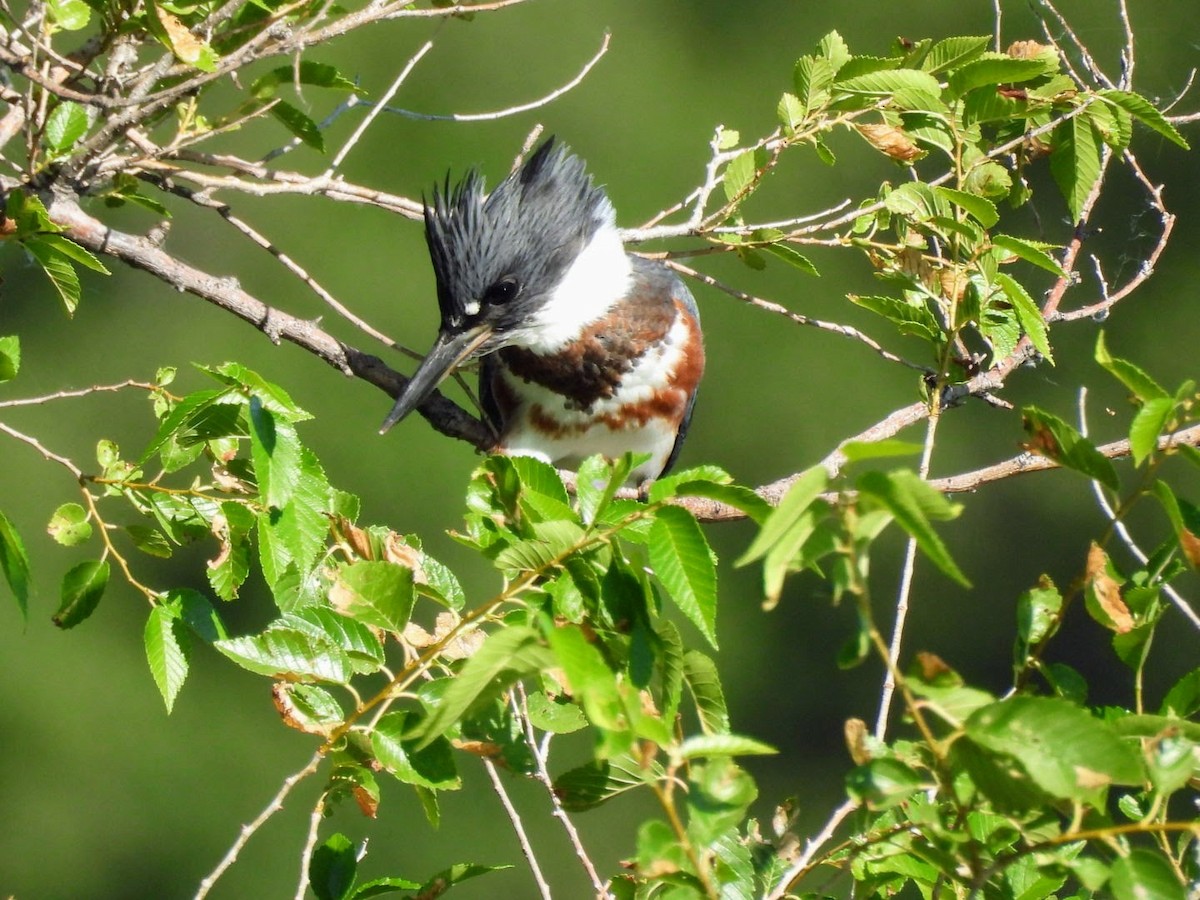 Belted Kingfisher - ML621102321