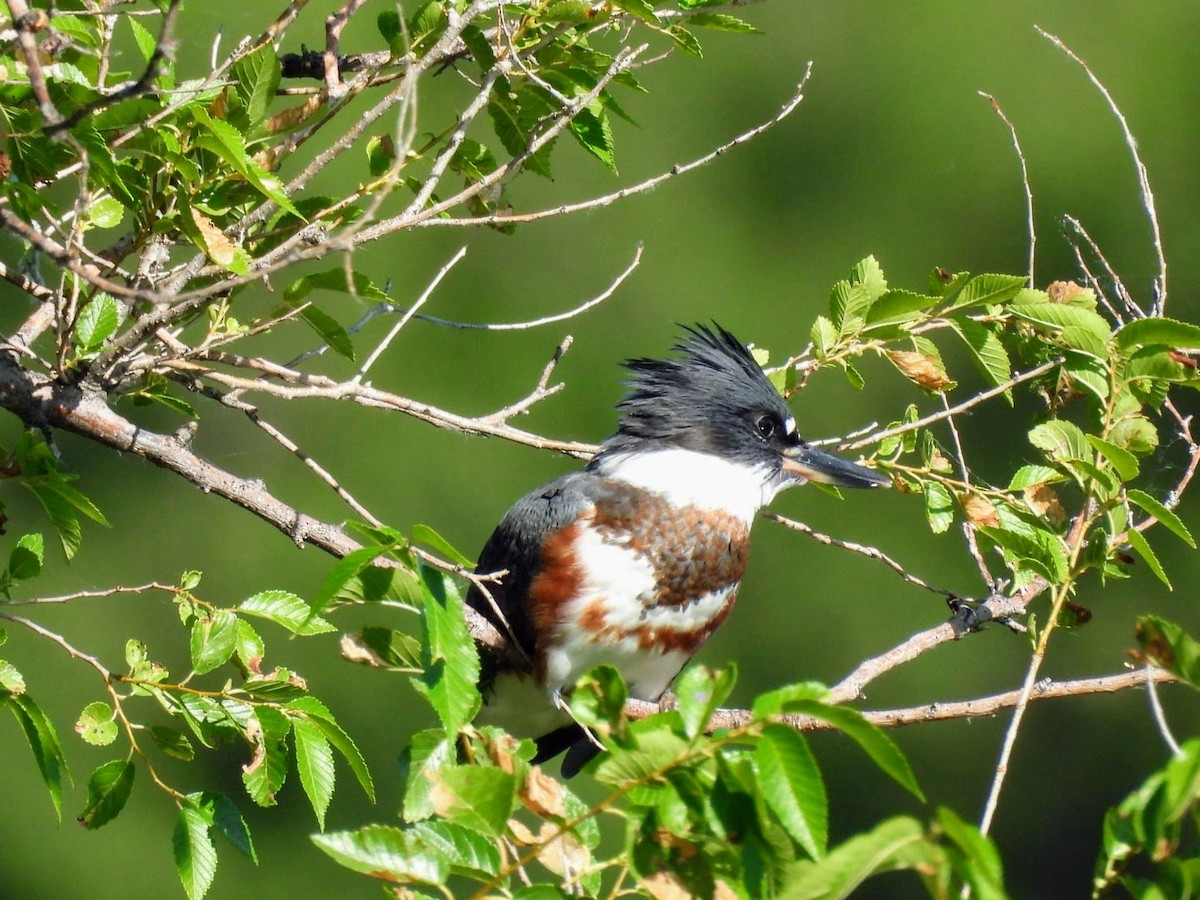 Belted Kingfisher - ML621102333