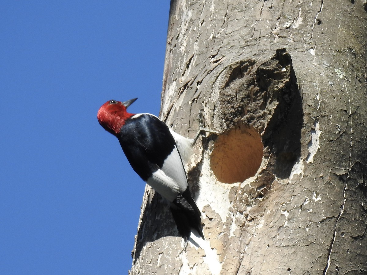 Red-headed Woodpecker - ML621102336
