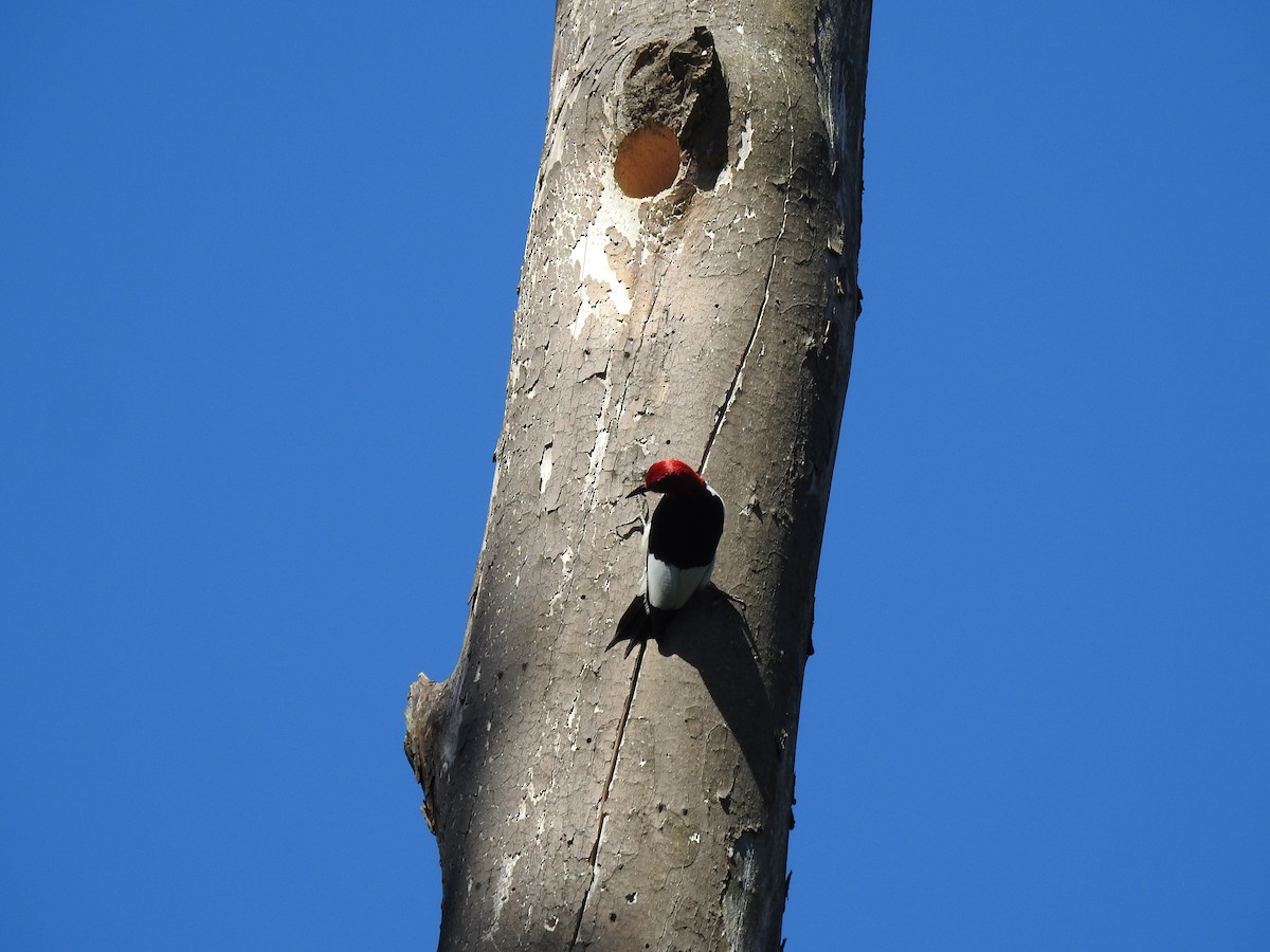 Red-headed Woodpecker - ML621102337