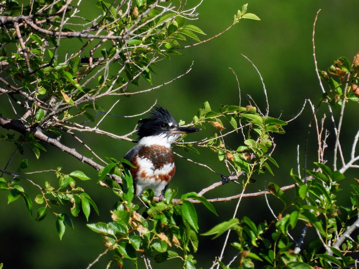 Belted Kingfisher - ML621102339