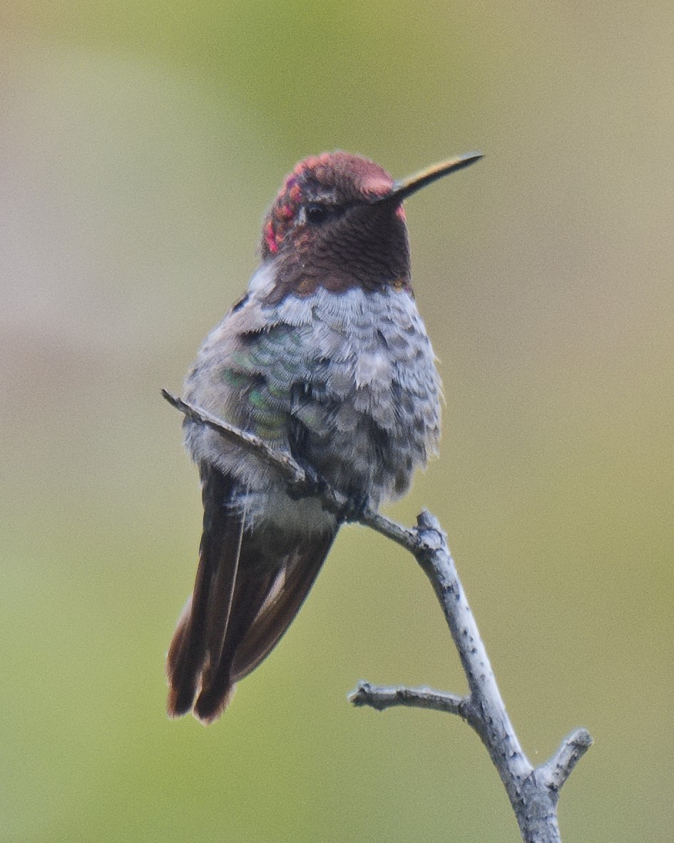 Anna's Hummingbird - ML621102341