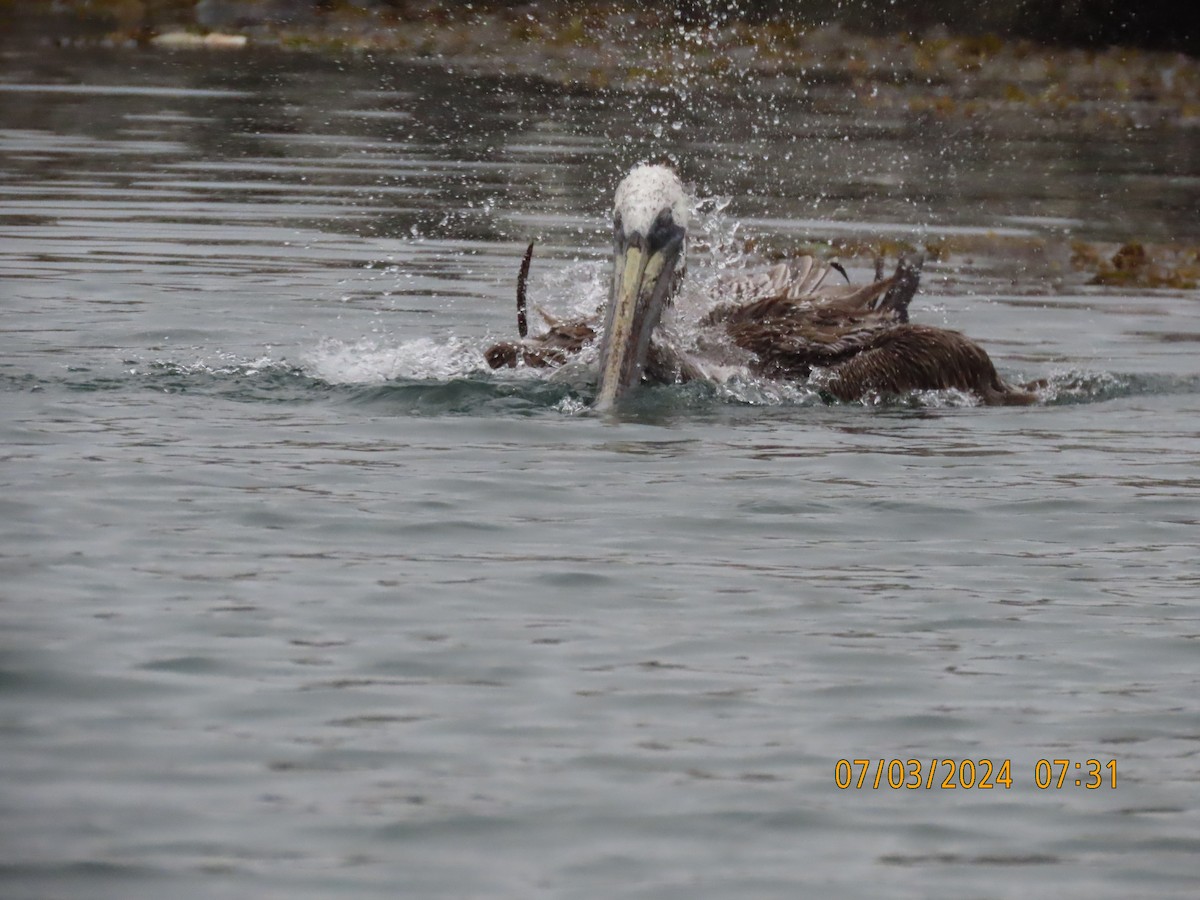 pelikán hnědý - ML621102390