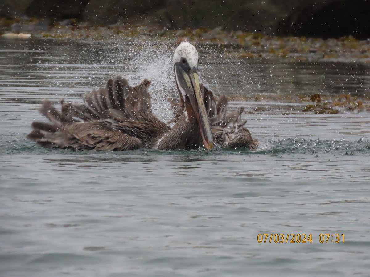 pelikán hnědý - ML621102391