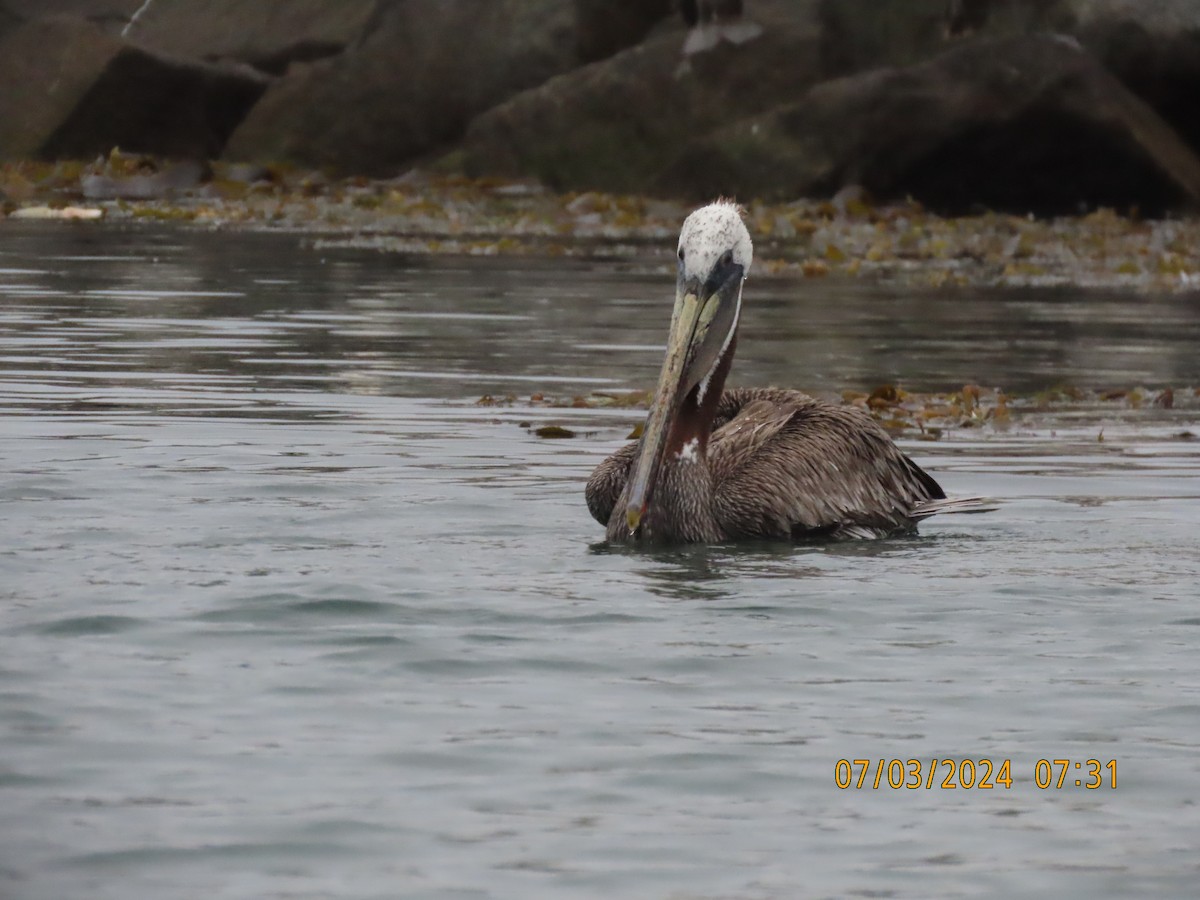 pelikán hnědý - ML621102395
