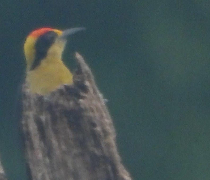 Golden-naped Woodpecker - Eric R