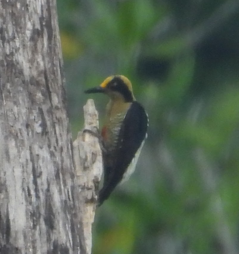 Golden-naped Woodpecker - ML621102425