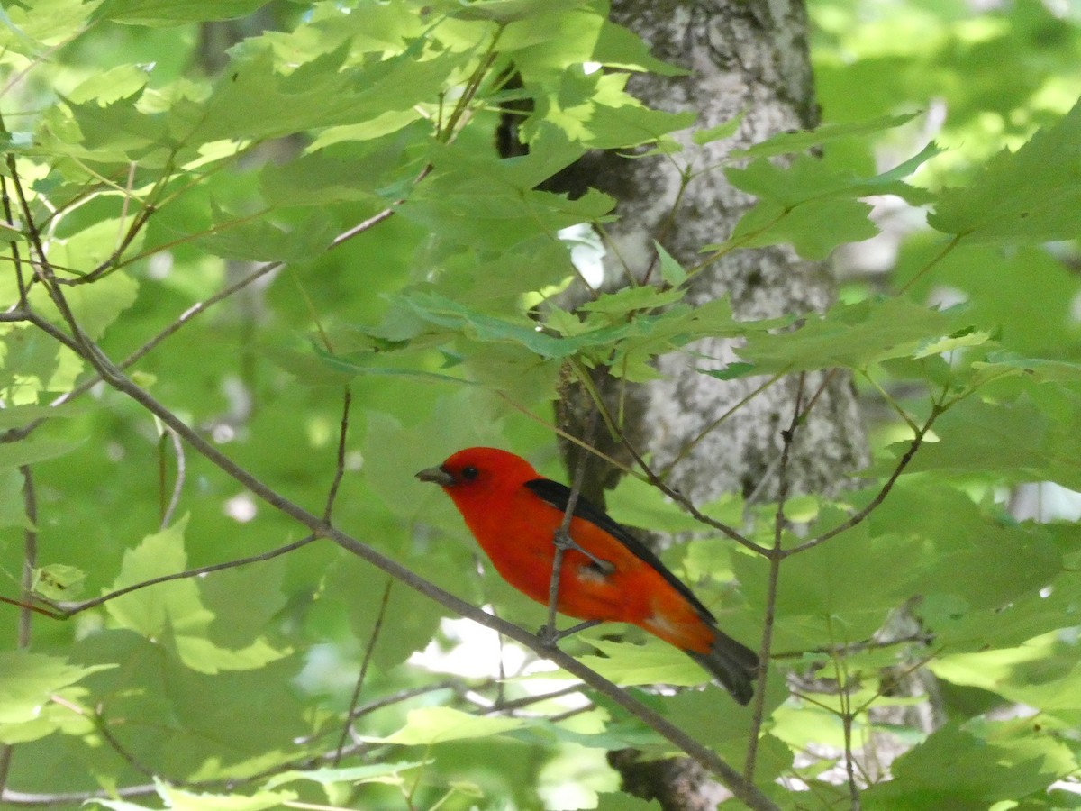 Scarlet Tanager - ML621102472