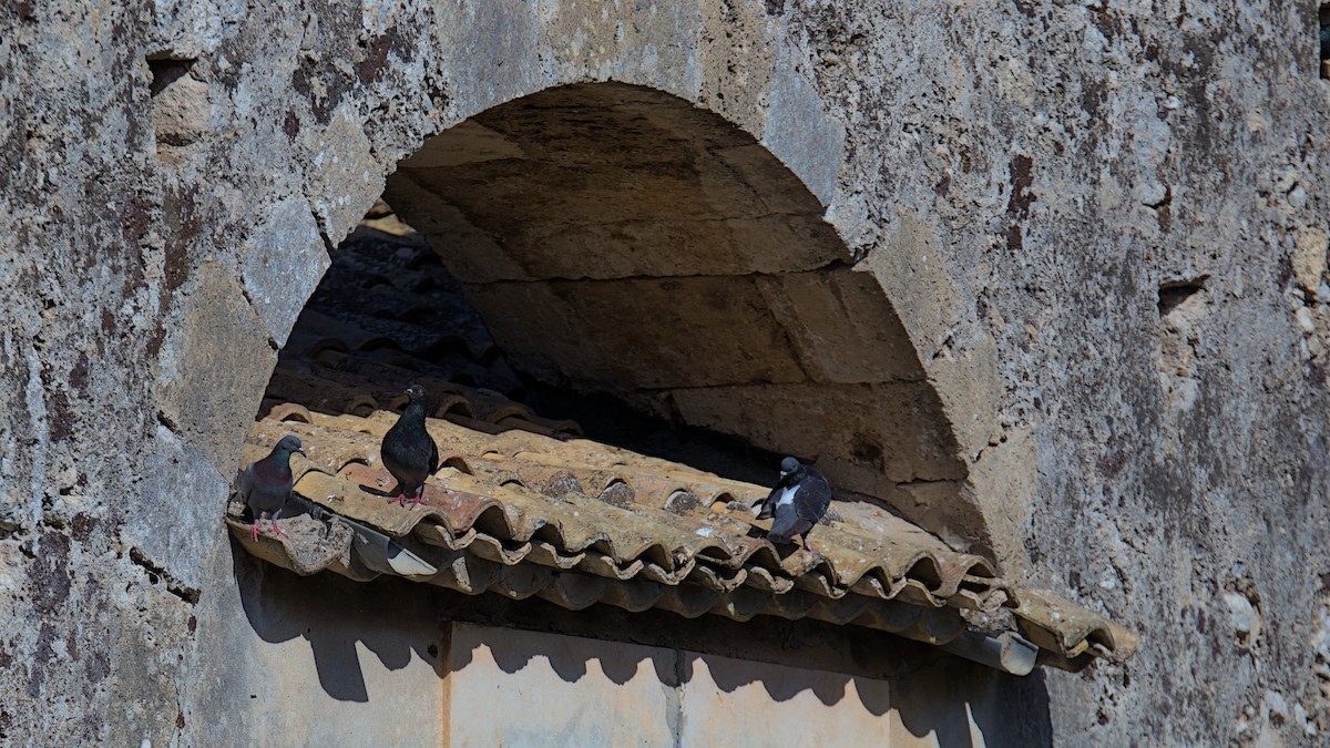 Rock Pigeon (Feral Pigeon) - ML621102488