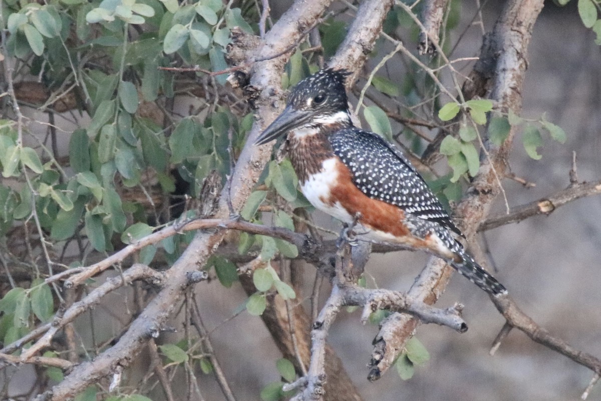 Giant Kingfisher - Andrew E and Rebecca A Steinmann