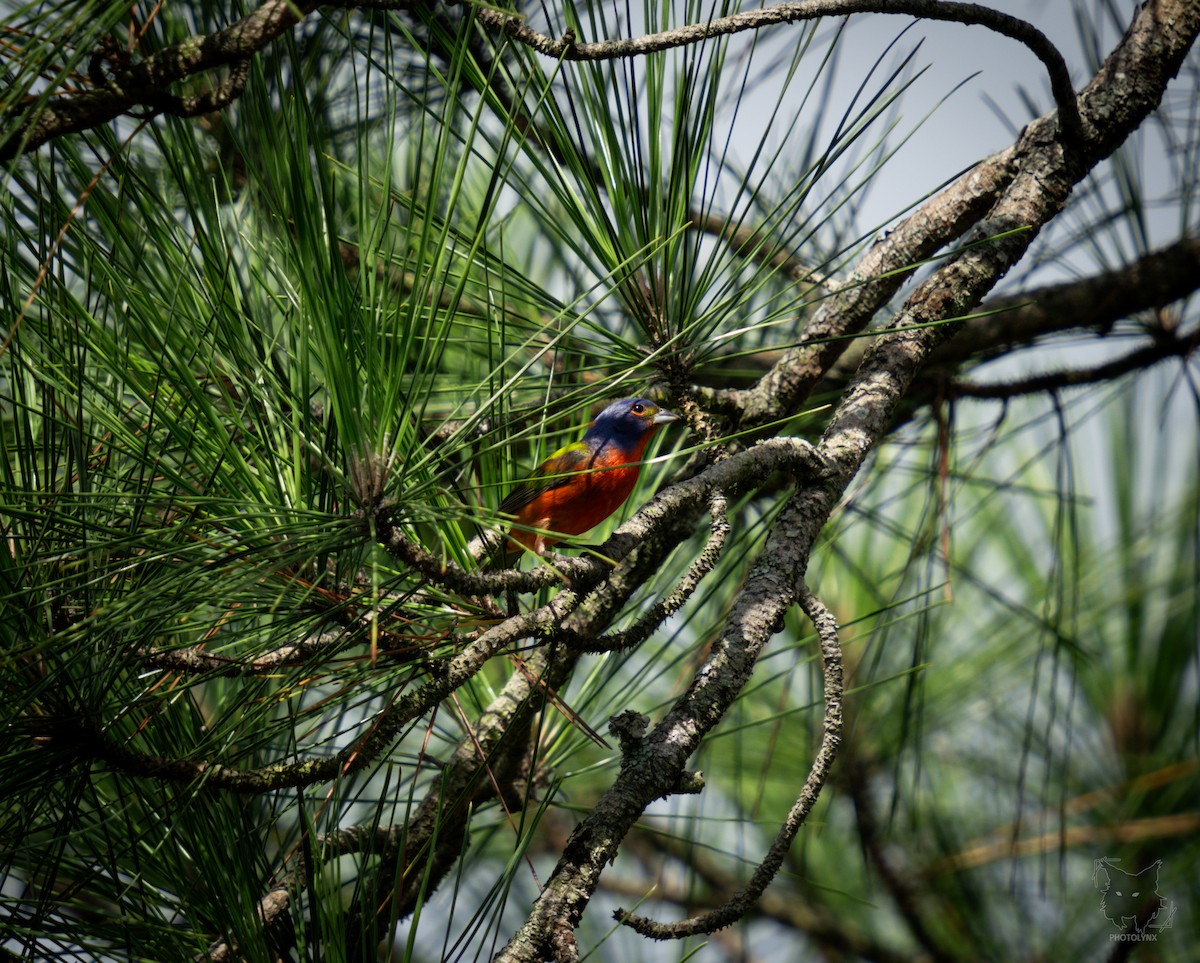 Painted Bunting - ML621102582