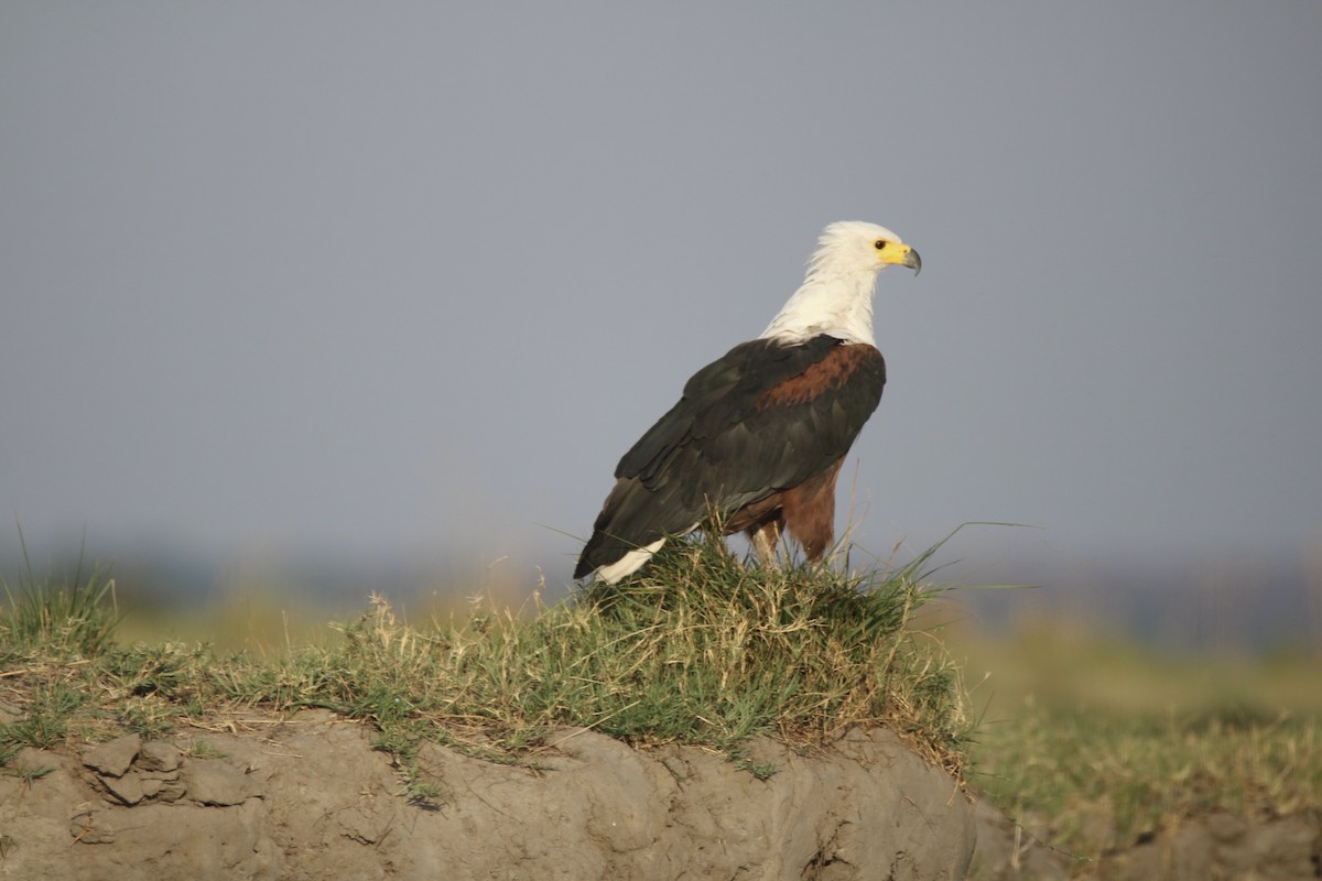 African Fish-Eagle - ML621102583