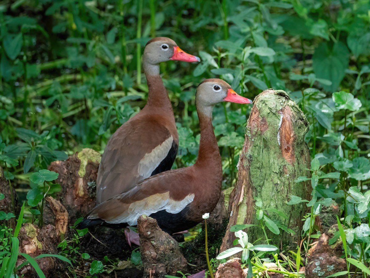 Black-bellied Whistling-Duck - Christopher Brown
