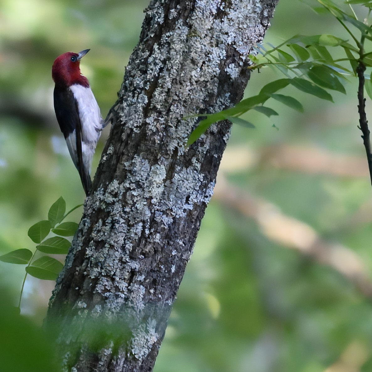 Red-headed Woodpecker - ML621102619