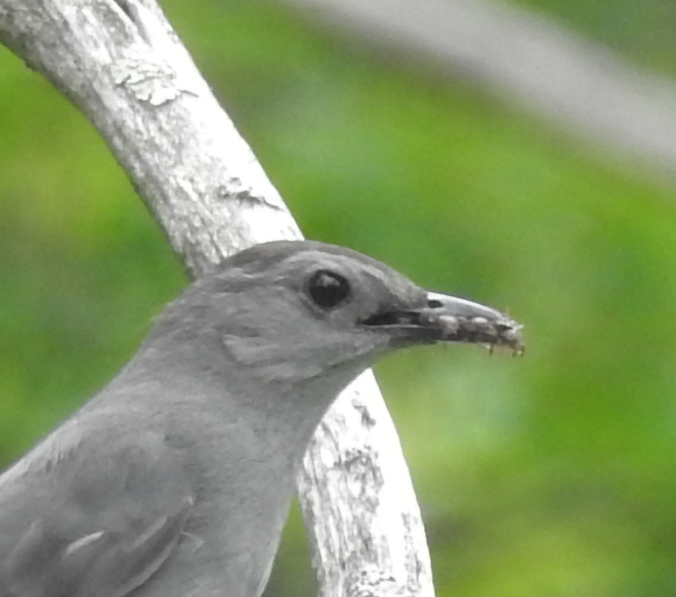 Gray Catbird - ML621102647