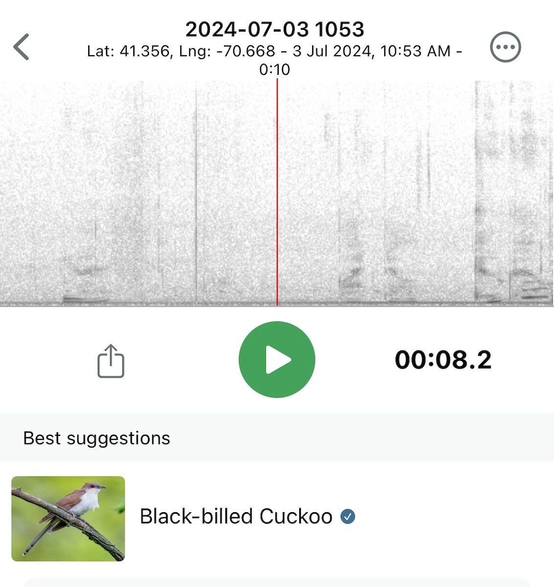 Black-billed Cuckoo - ML621102648