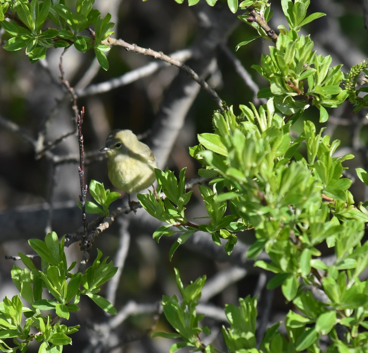 Orange-crowned Warbler - ML621102657